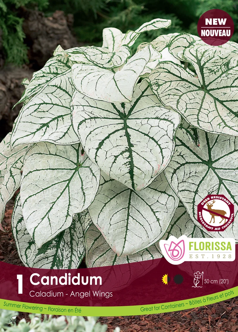 Caladium Candidum ( Caladium bicolor ‘Candidum’)