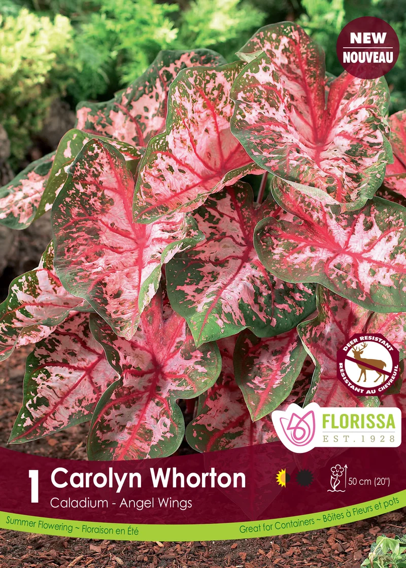 Caladium Carolyn Whorton ( Caladium bicolor ‘Carolyn Whorton’)