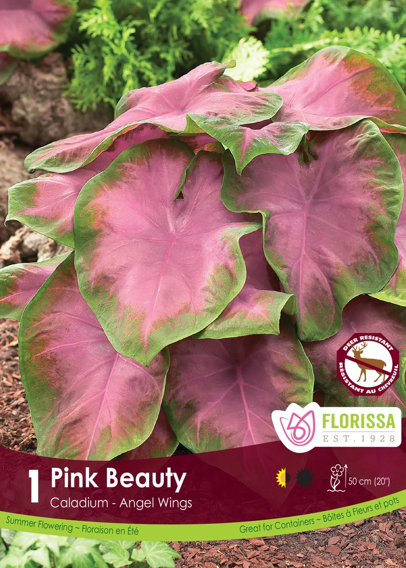 Caladium Pink Beauty ( Caladium bicolor ‘Pink Beauty’)