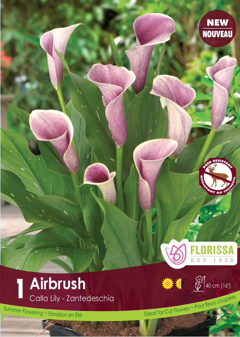 Calla Airbrush ( Zantedeschia ‘Airbrush’)