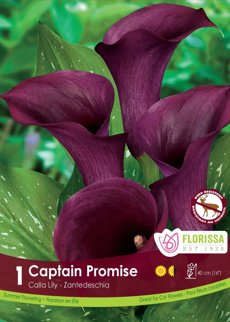 Calla Captain Promise ( Zantedeschia ‘Captain Promise’)