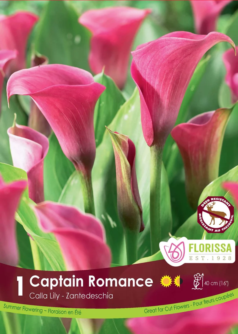 Calla Captain Romance ( Zantedeschia ‘Captain Romance’)