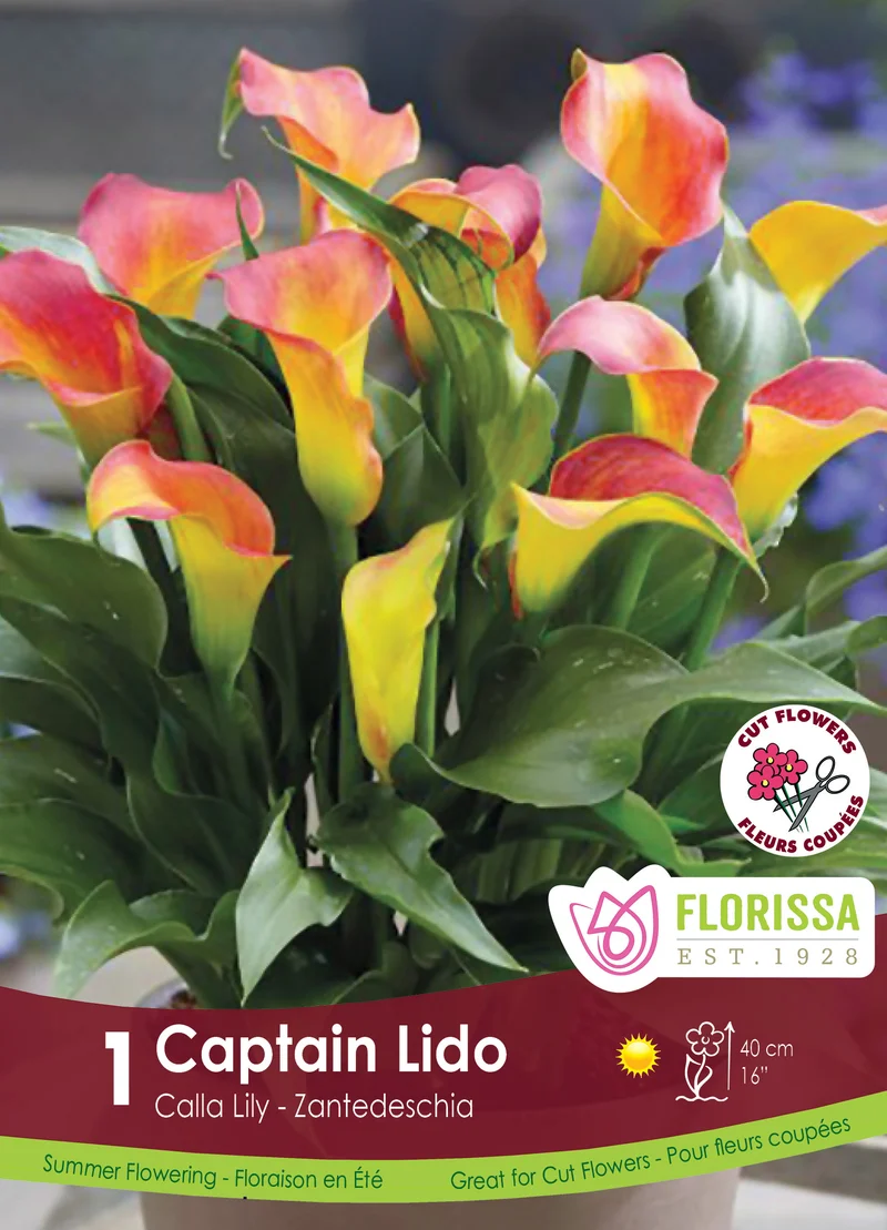 Calla Captain Lido ( Zantedeschia ‘Captain Lido’)
