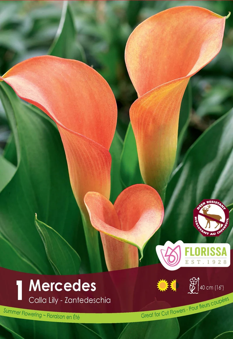 Calla Mercedes ( Zantedeschia ‘Mercedes’)