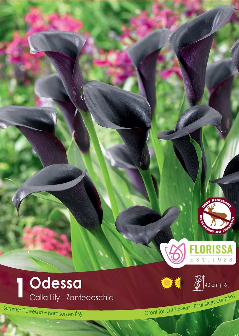 Calla Odessa ( Zantedeschia ‘Odessa’)