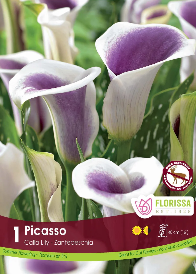 Calla Picasso ( Zantedeschia ‘Picasso’)