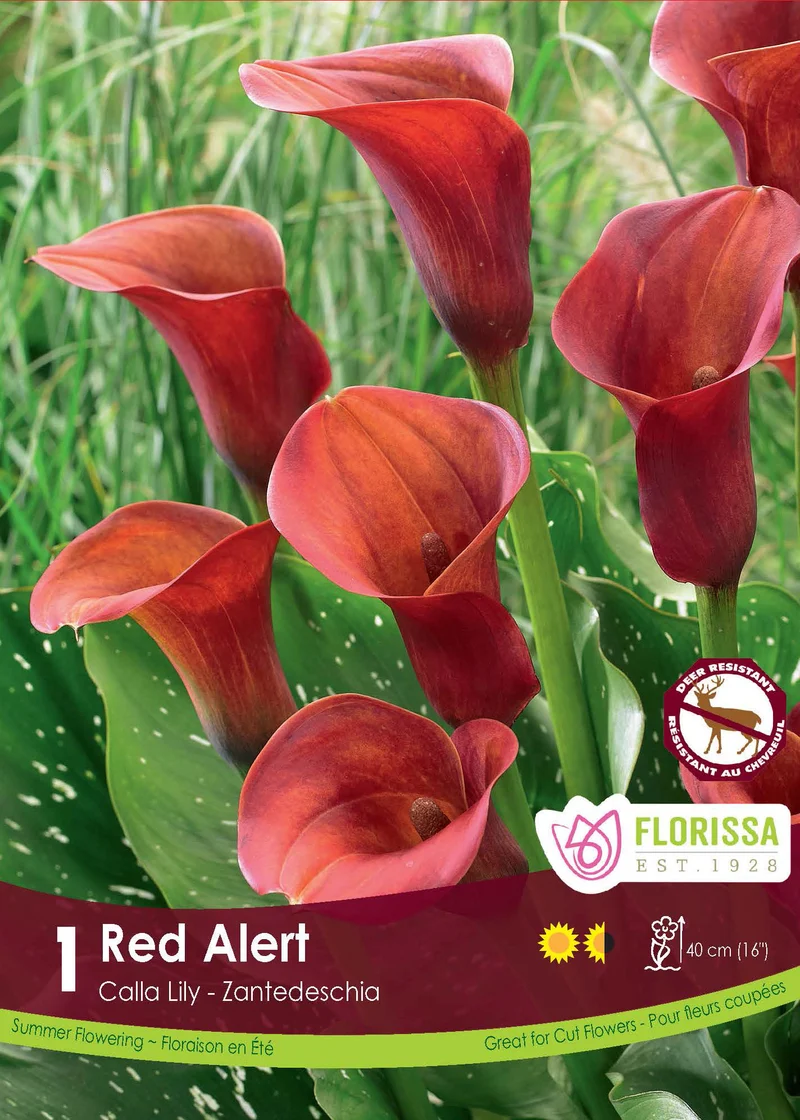 Calla Red Alert ( Zantedeschia ‘Red Alert’)