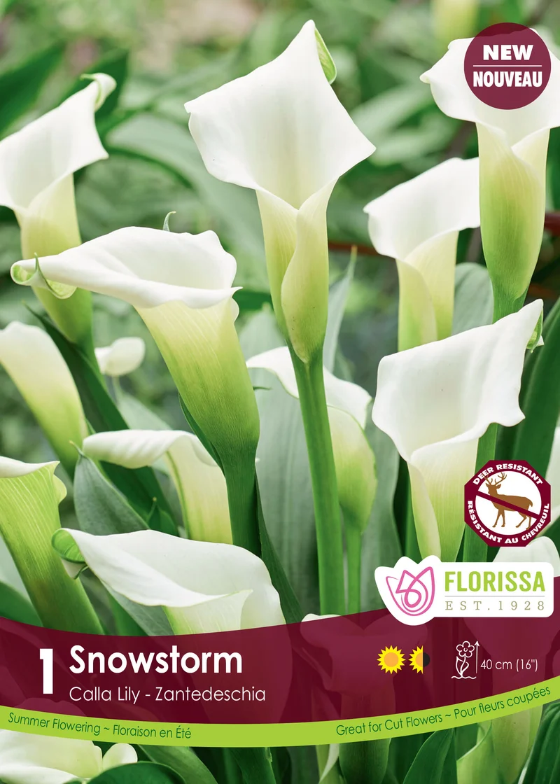 Calla Snow Storm ( Zantedeschia ‘Snow Storm’)