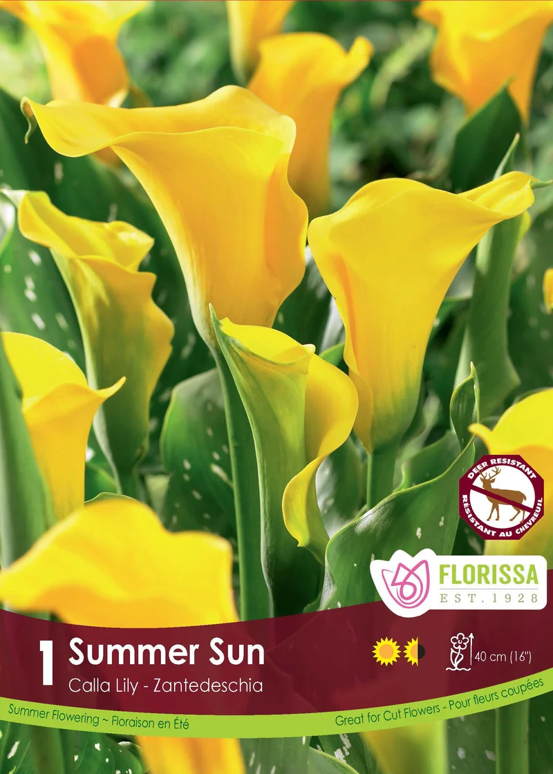 Calla Summer Sun ( Zantedeschia ‘Summer Sun’)
