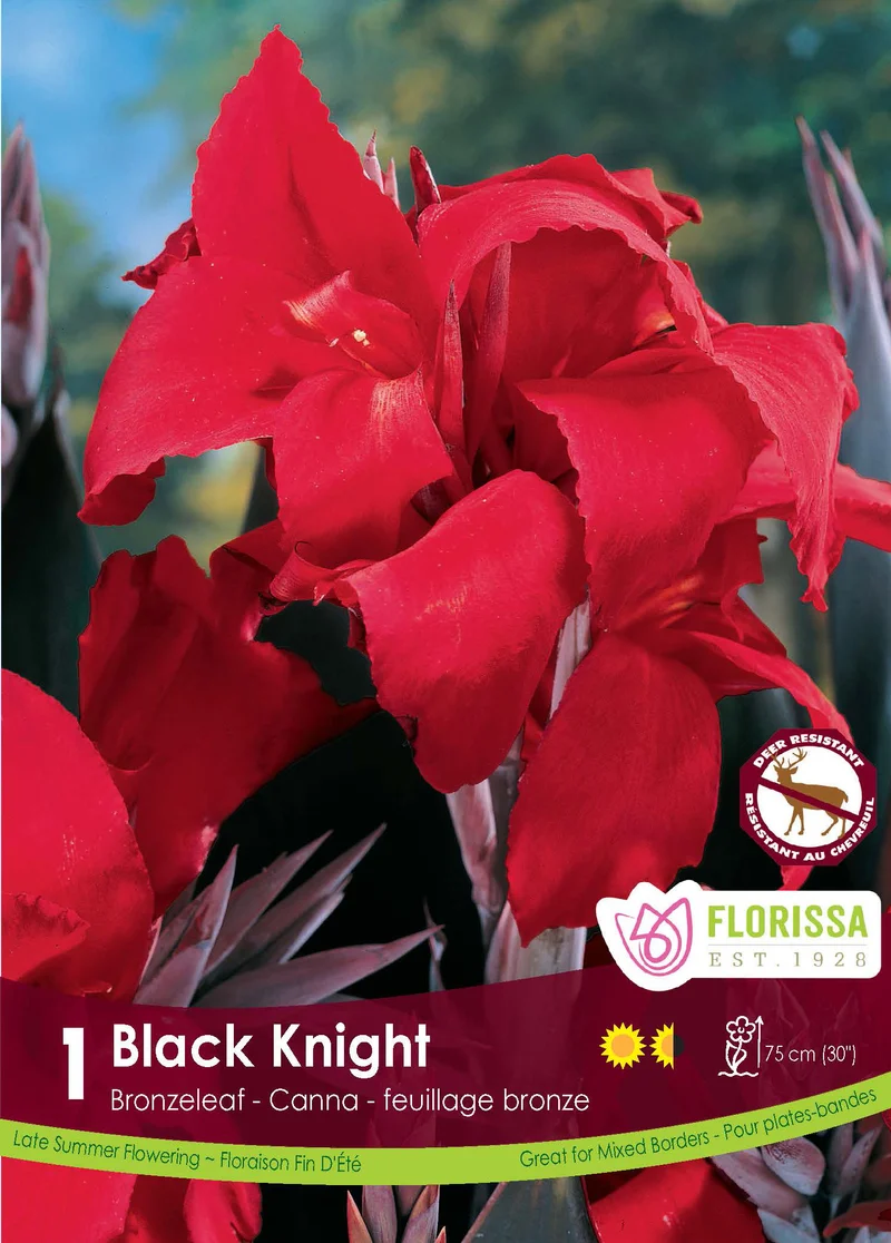 Canna ‘Black Knight’ ( Canna )