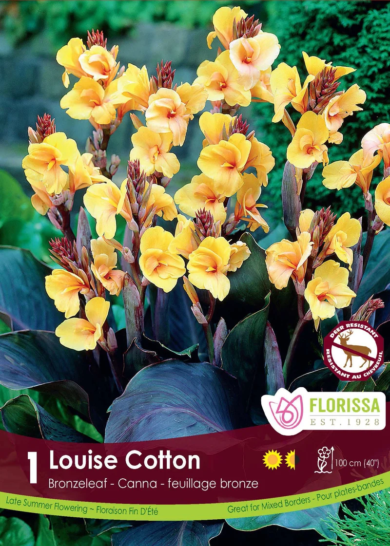 Canna ‘Louis Cottin’ ( Canna )