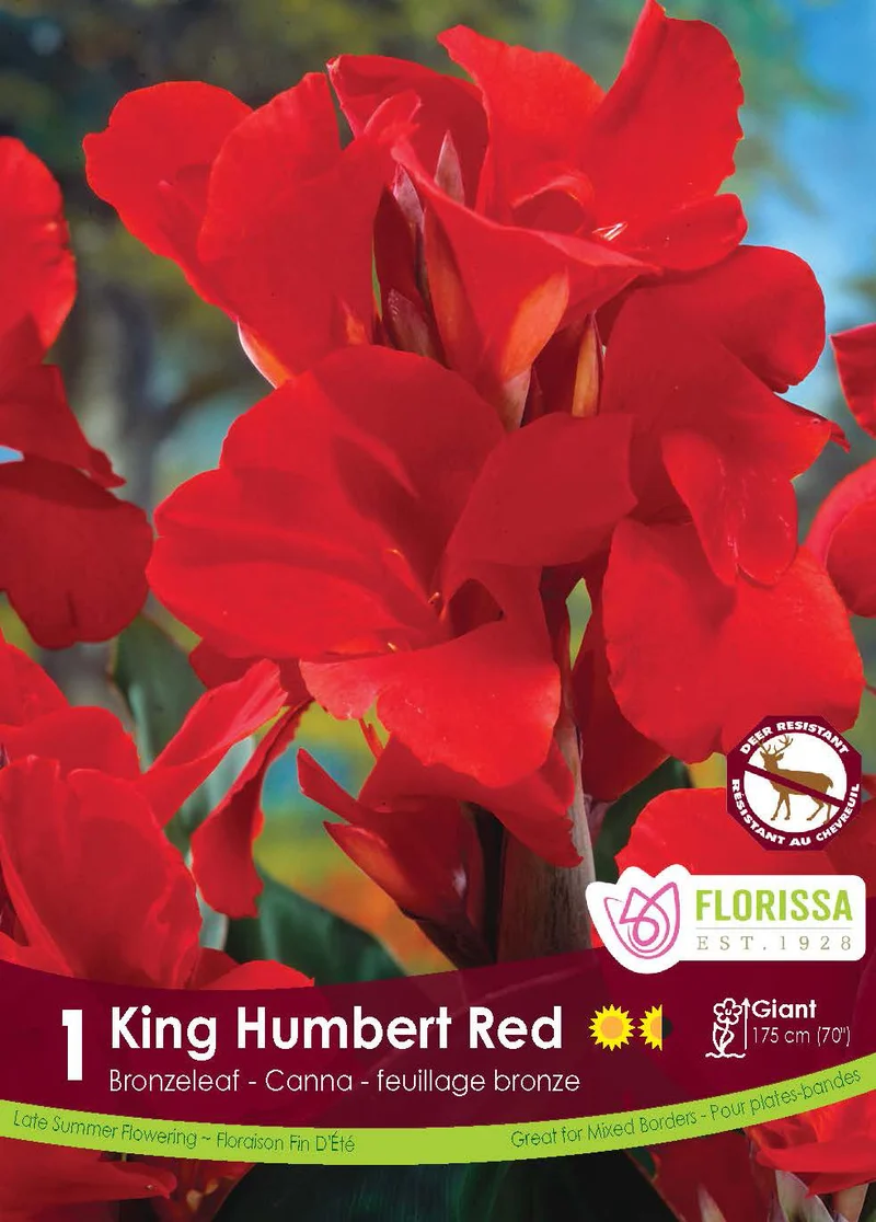 Canna ‘Red King Humbert’ ( Canna )