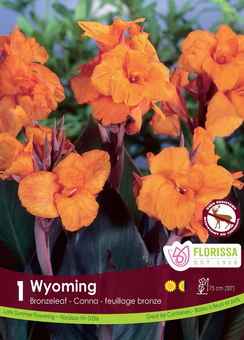 Canna ‘Wyoming’ ( Canna )