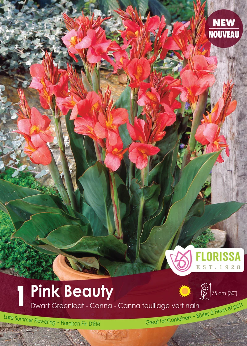Canna ‘Green Pink Beauty’ ( Canna ‘Pink Beauty’)