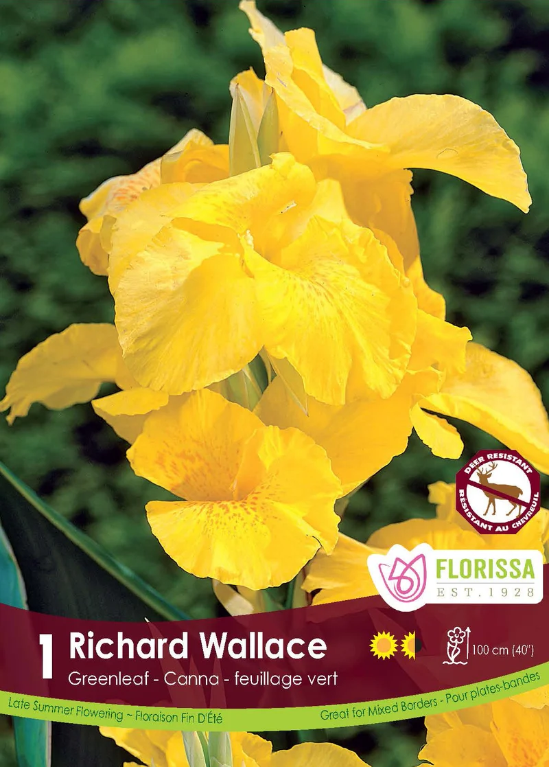 Canna ‘Green Richard Wallace’ ( Canna ‘Richard Wallace’)