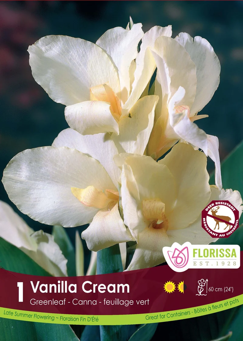 Canna ‘Green Vanilla Cream’ ( Canna ‘Vanilla Cream’)