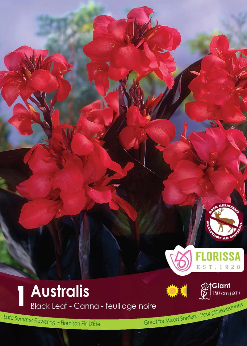 Canna ‘Australis’ ( Canna )