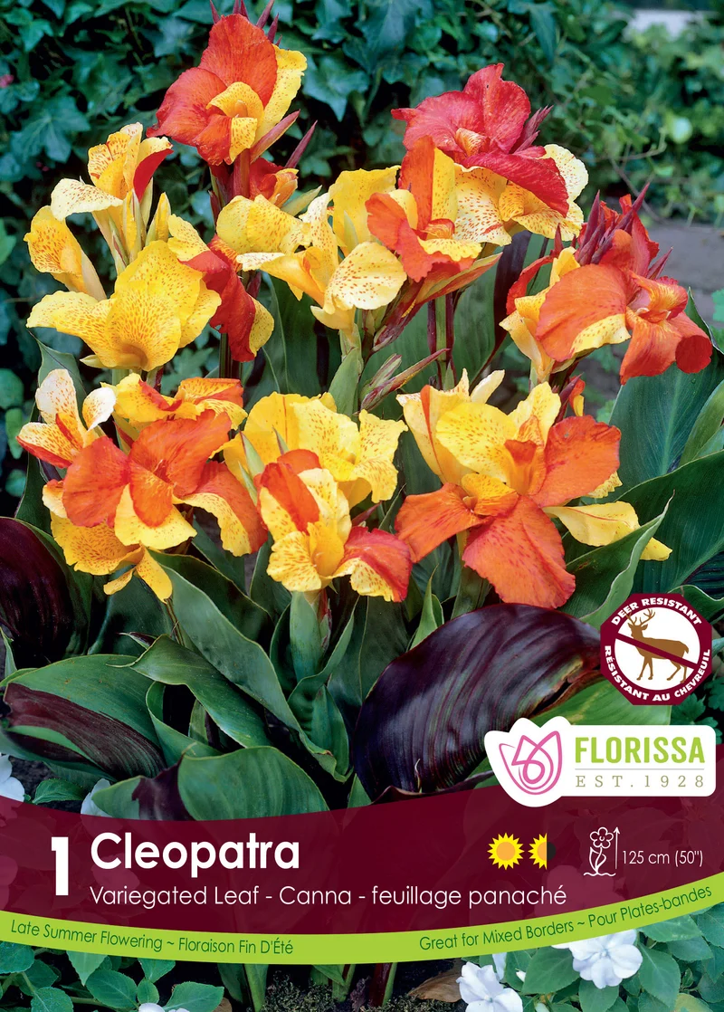 Canna ‘Cleopatra’ ( Canna )