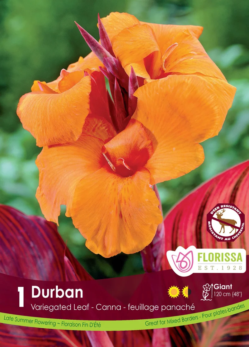 Canna ‘Durban’ ( Canna )