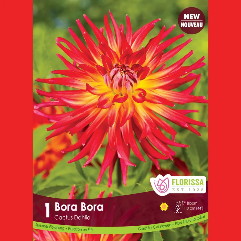 Dahlia cactus ‘Bora Bora’ ( Dahlia )