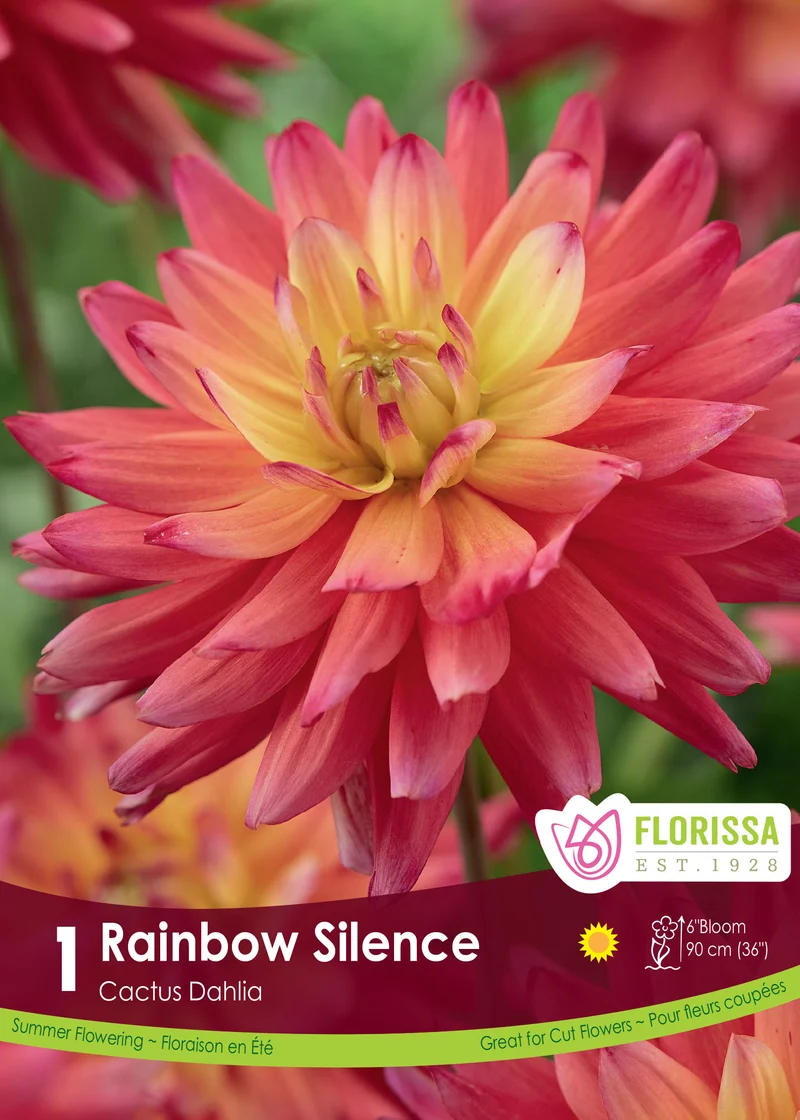 Dahlia cactus ‘Rainbow Silence’ ( Dahlia )