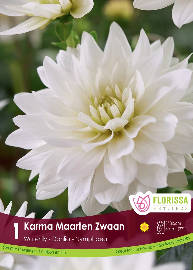Dahlia nénuphar ‘Karma Maarten Zwaan’ ( Dahlia )