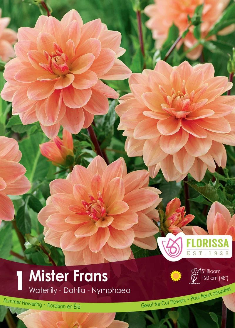 Dahlia nénuphar ‘Mister Frans’ ( Dahlia )