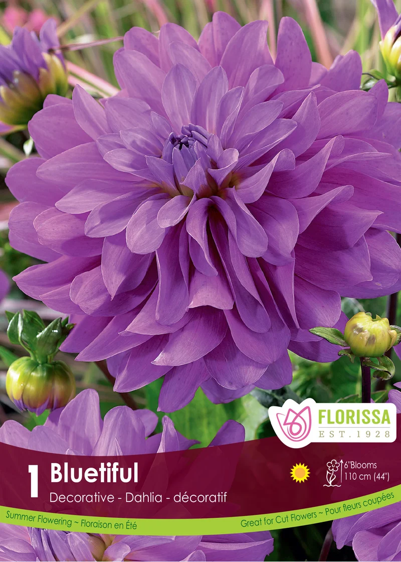 Dahlia ‘Bluetiful’ ( Dahlia )