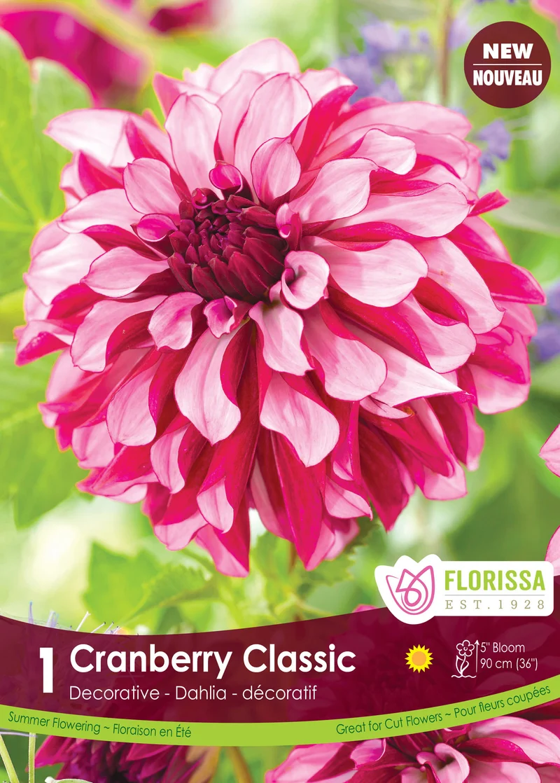 Dahlia décoratif ‘Cranberry Classic’ ( Dahlia )