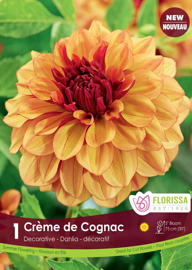 Dahlia décoratif ‘Crème de Cognac’ ( Dahlia )