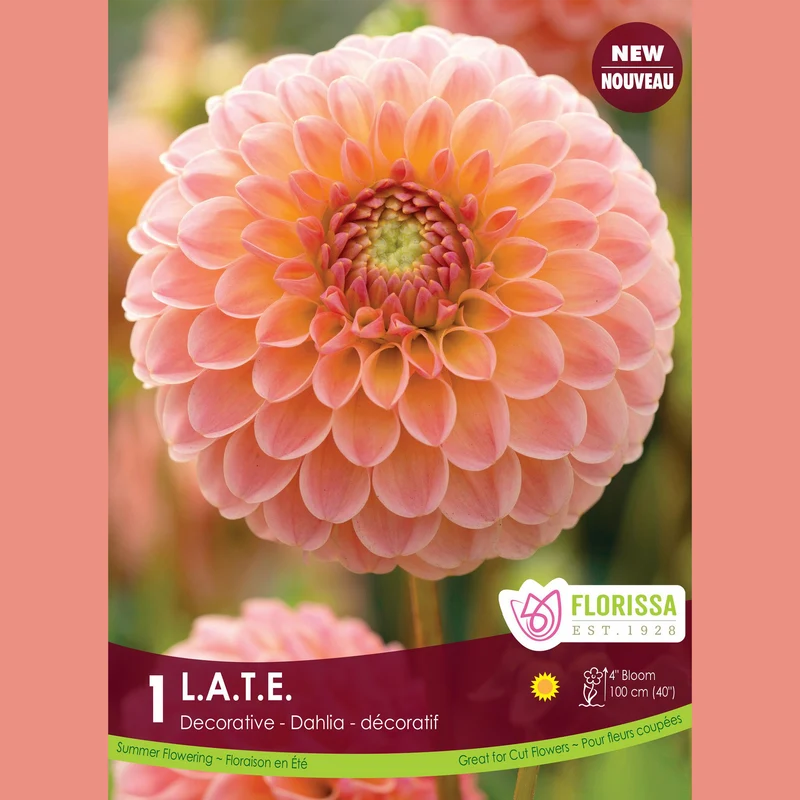 Dahlia décoratif ‘L.A.T.E.’ ( Dahlia )