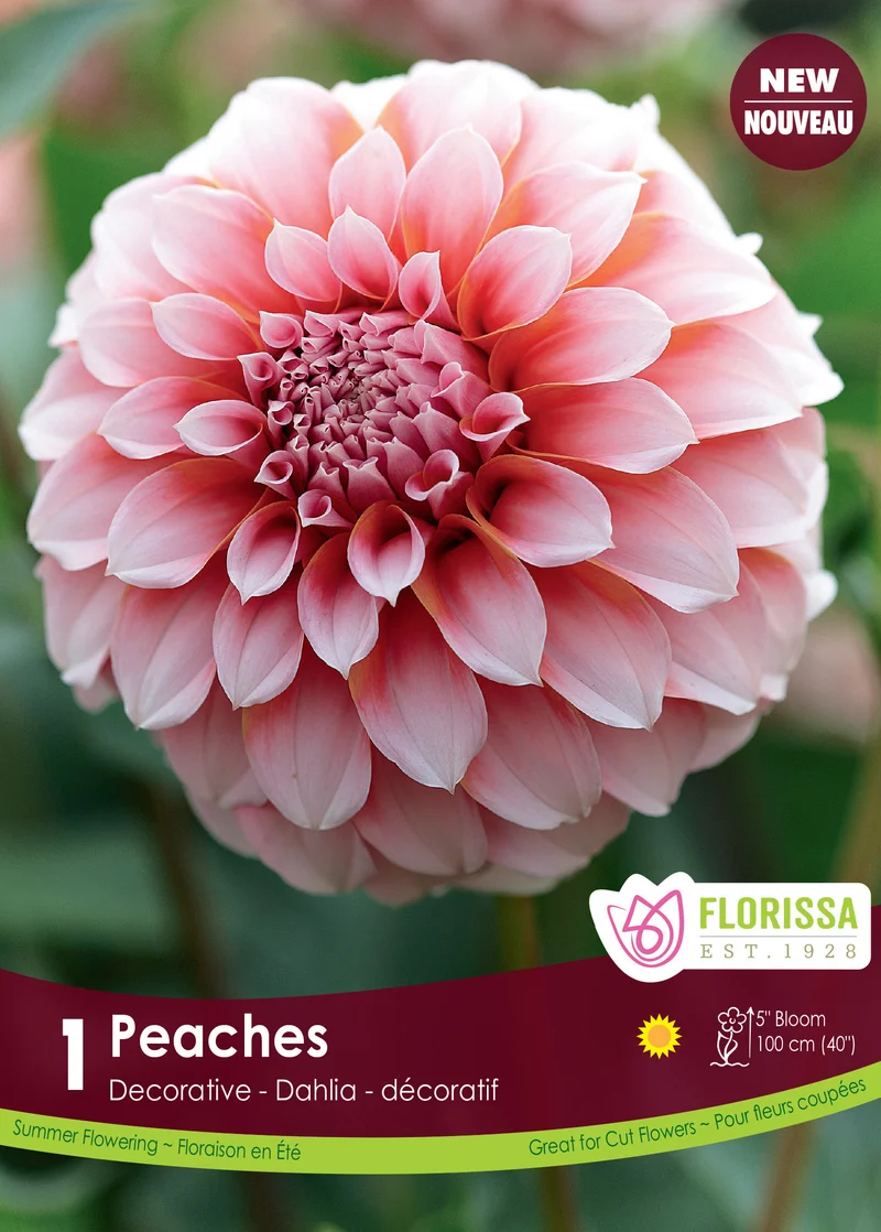 Dahlia décoratif ‘Peaches’ ( Dahlia )