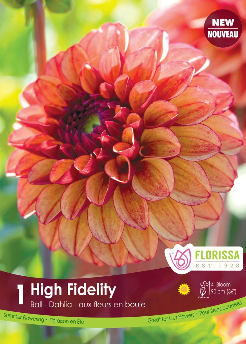 Dahlia pompon ‘High Fidelity’ ( Dahlia )