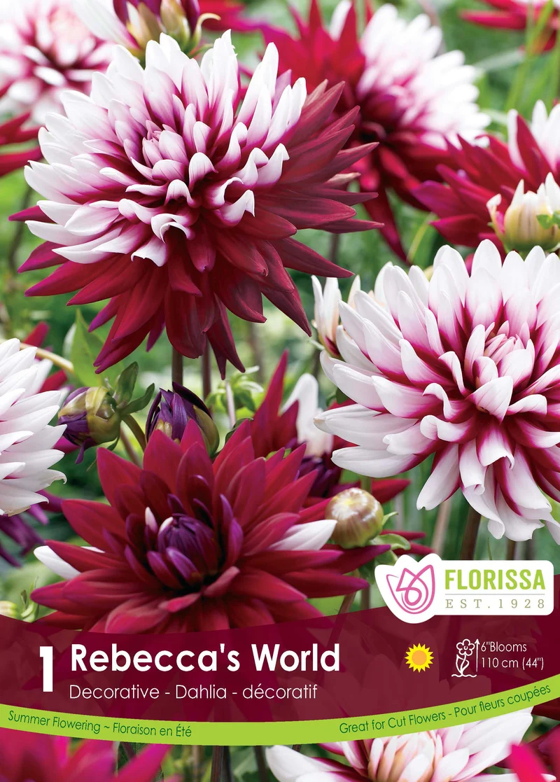 Dahlia décoratif ‘Rebecca’s World’ ( Dahlia )