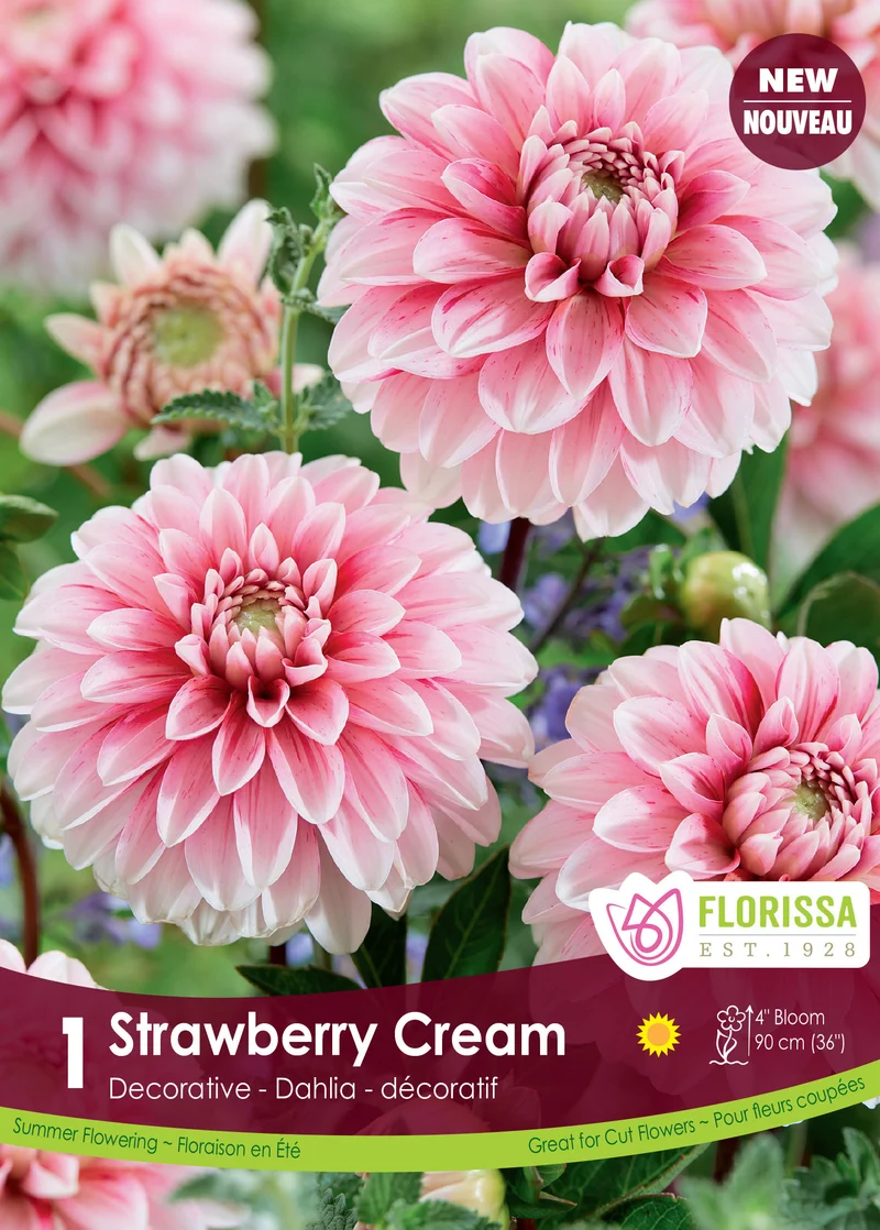 Dahlia ‘Strawberry Cream’ ( Dahlia )