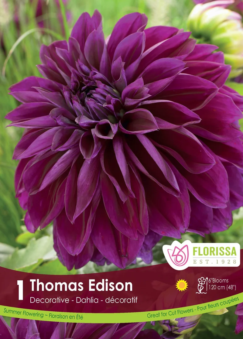 Dahlia ‘Thomas Edison’ ( Dahlia ‘Thomas A. Edison’)
