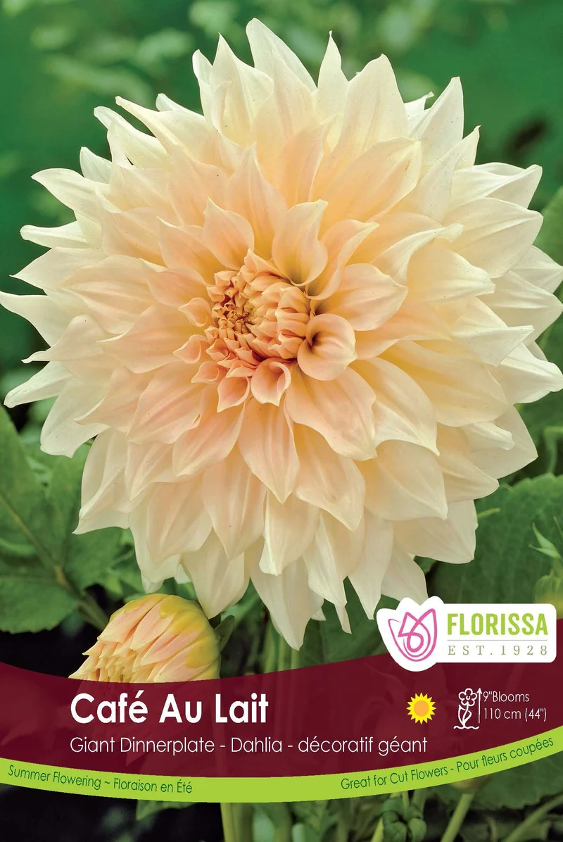 Dahlia géant ‘Café au Lait’ ( Dahlia )