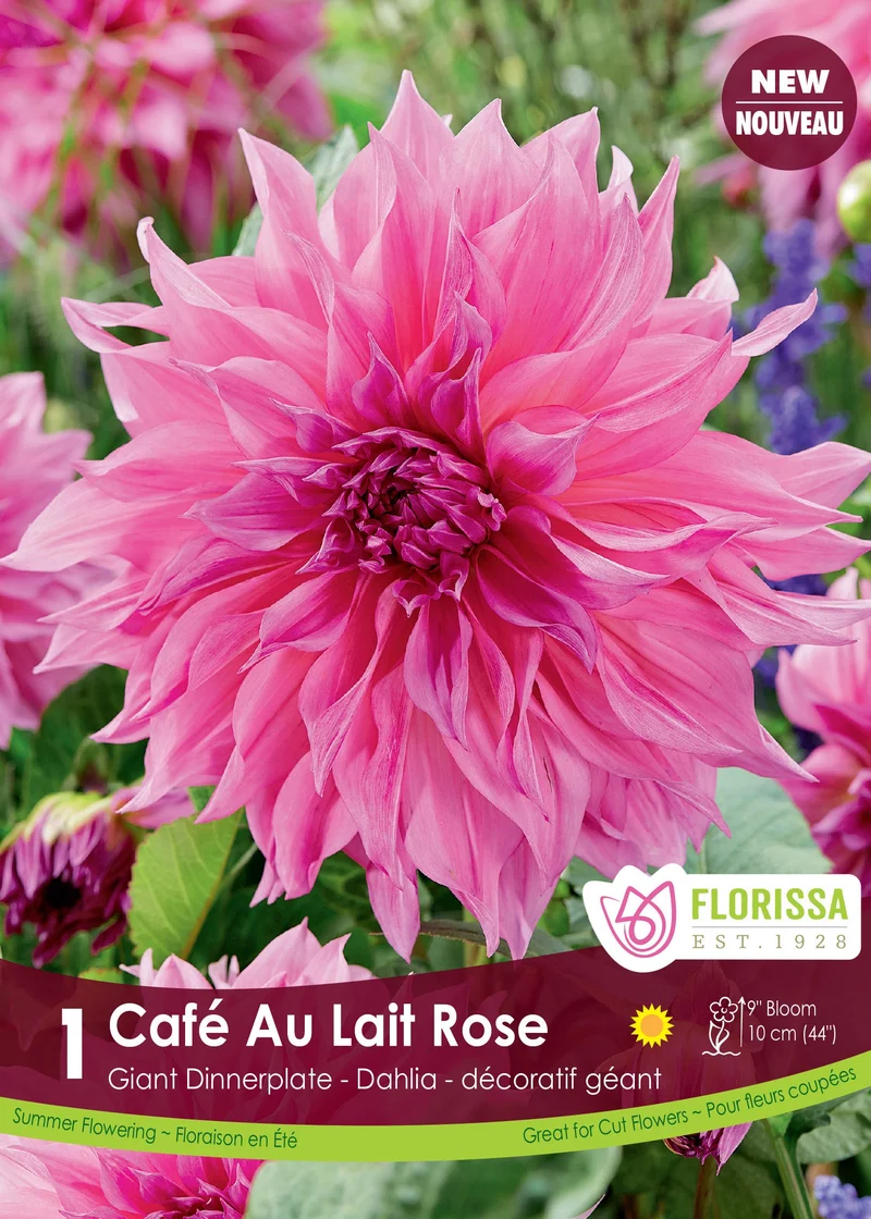 Dahlia géant ‘Café au Lait Rose’ ( Dahlia )