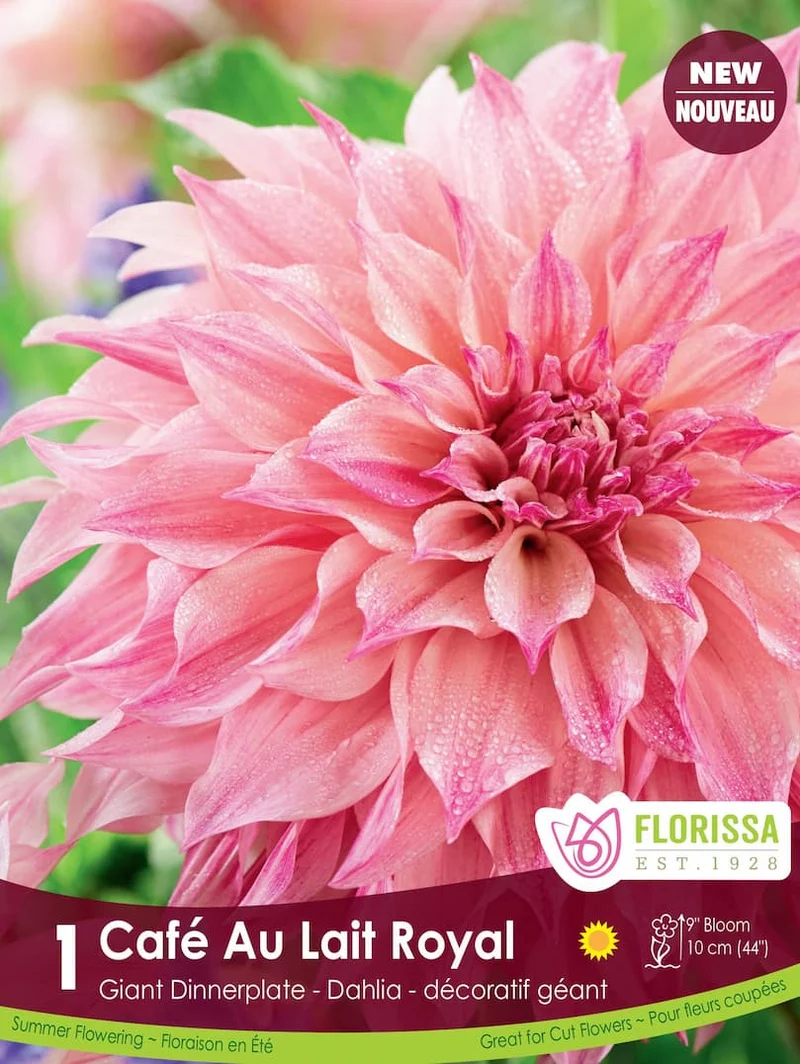 Dahlia ‘Café au Lait Royal’ ( Dahlia )