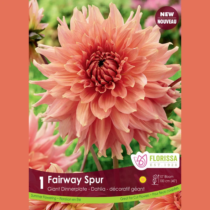 Dahlia géant ‘Fairway Spur’ ( Dahlia )