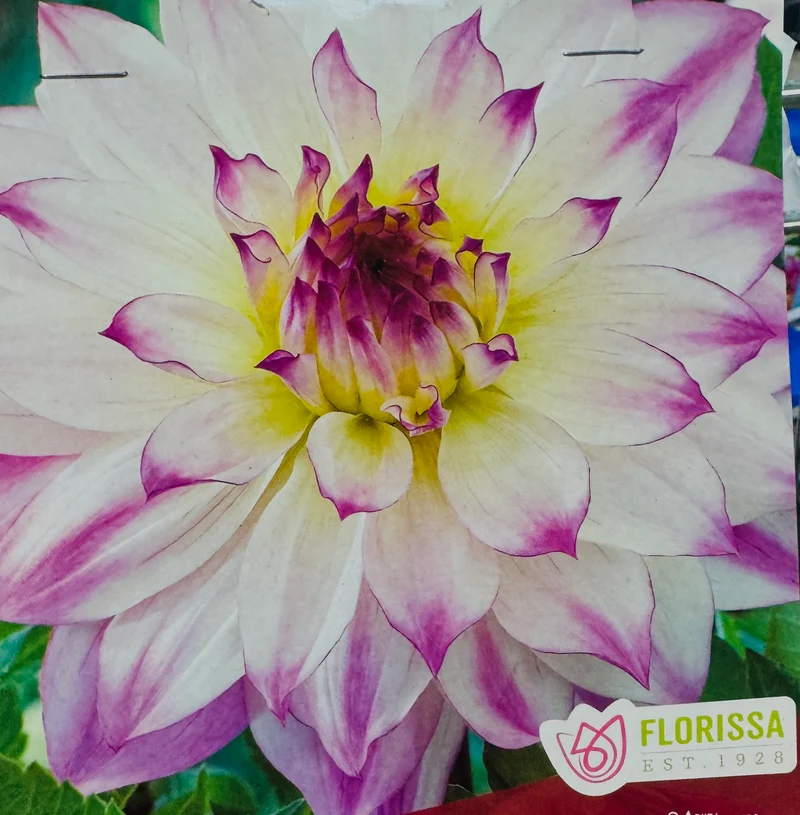 Dahlia géant ‘Ferncliff Illusion’ ( Dahlia )