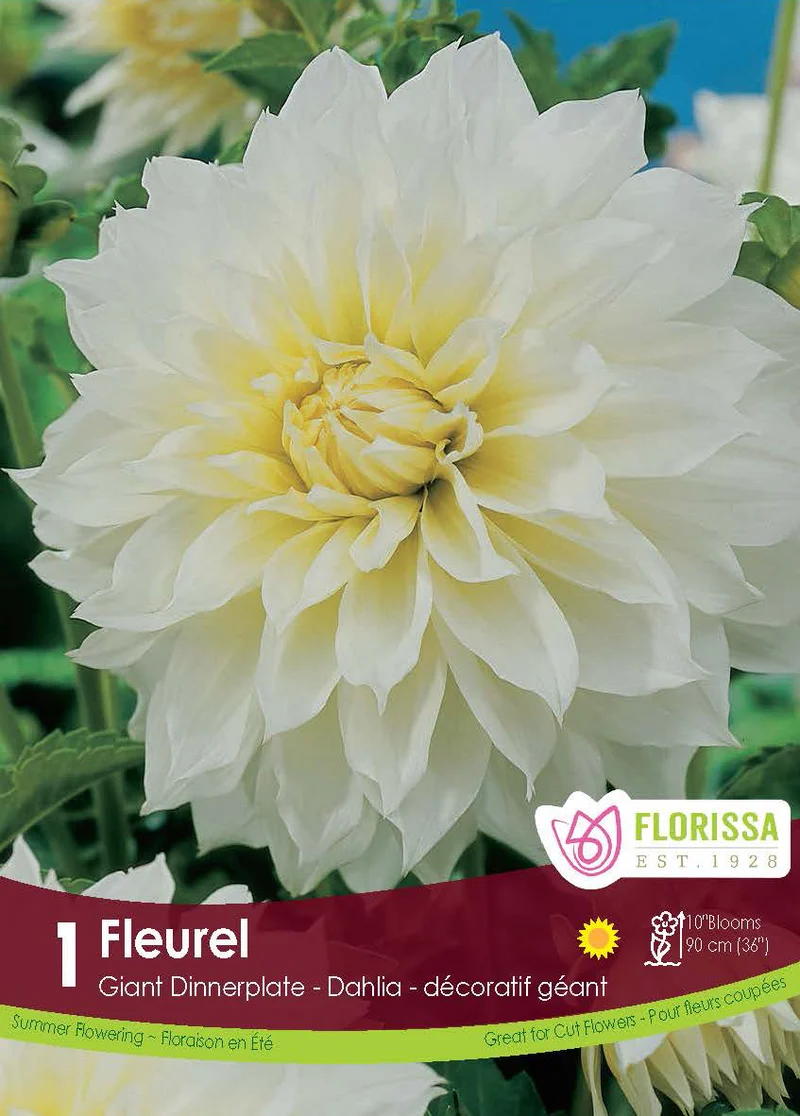 Dahlia géant ‘Fleurel’ ( Dahlia )