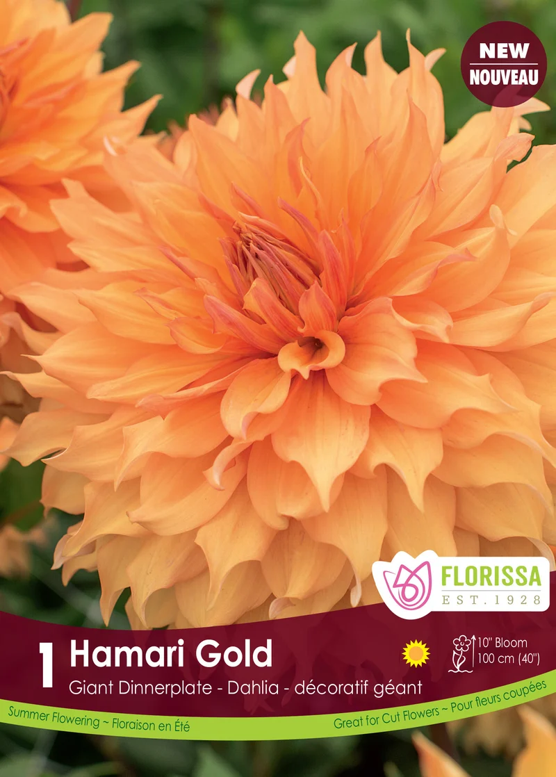 Dahlia géant ‘Hamari Gold’ ( Dahlia )
