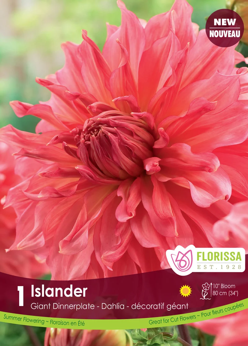 Dahlia géant ‘Islander’ ( Dahlia )