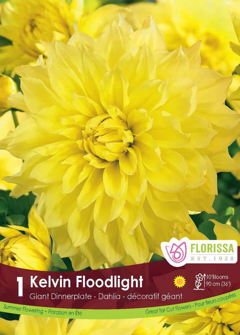 Dahlia géant ‘Kelvin Floodlight’ ( Dahlia )