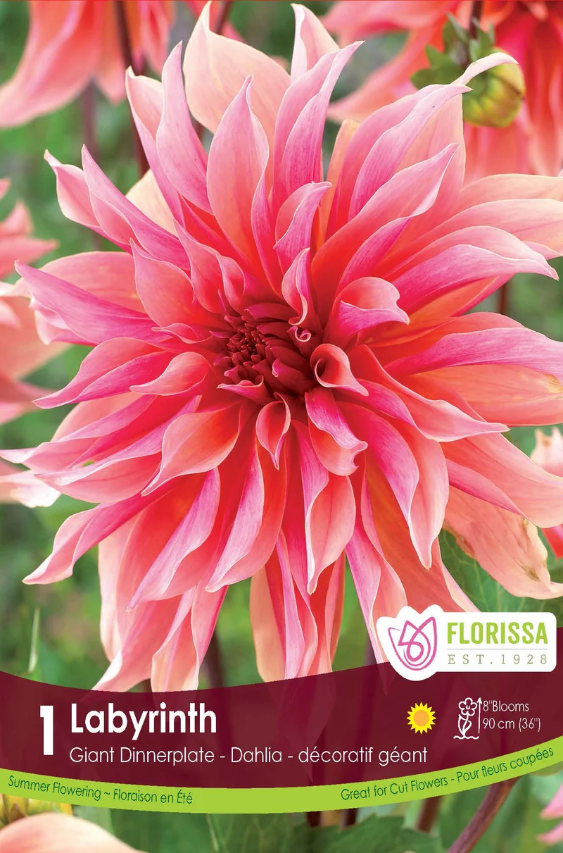 Dahlia géant ‘Labyrinth’ ( Dahlia )