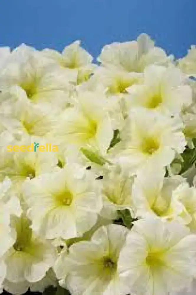 Light Yellow Petunia Seeds – Annual Blooms for Garden Planting