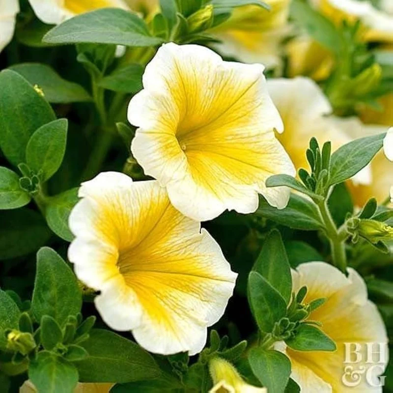 Light Yellow Petunia Seeds – Annual Blooms for Garden Planting