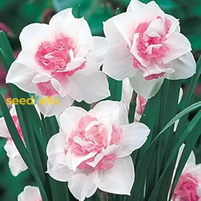 Narcissus Flower Seeds – White & Pink Varieties for Stunning Garden Blooms