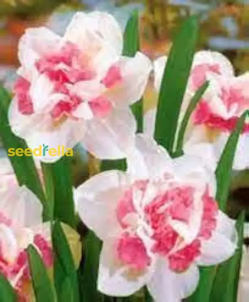 Narcissus Flower Seeds – White & Pink Varieties for Stunning Garden Blooms